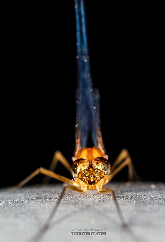 Male Cinygmula ramaleyi (Small Western Gordon Quill) Mayfly Spinner from Star Hope Creek in Idaho