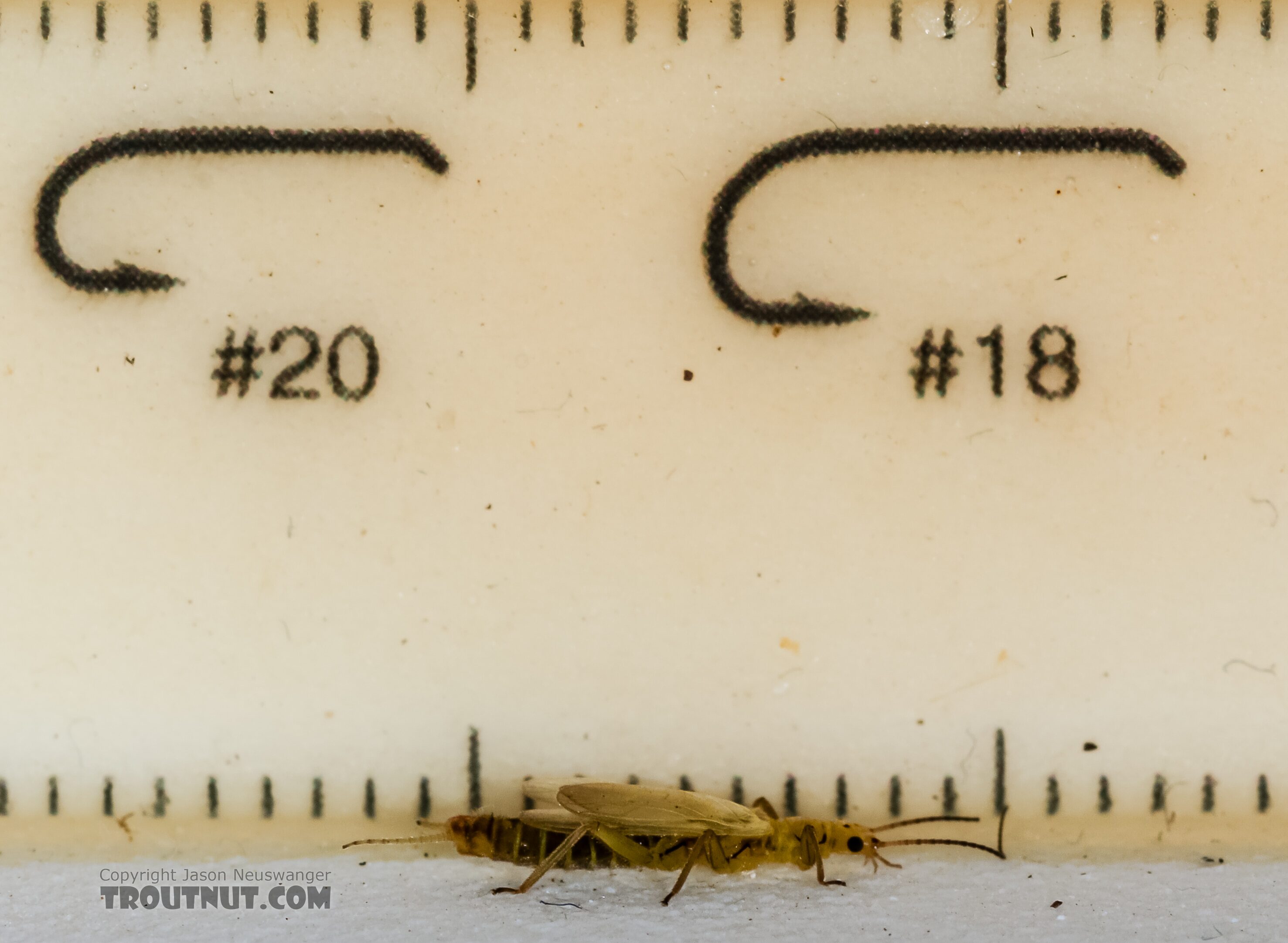 Male Chloroperlidae (Sallflies) Stonefly Adult from Green Lake Outlet in Idaho