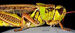 Acrididae (Grasshoppers) Insect Adult