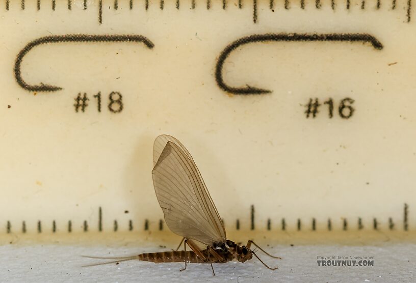 Female Cinygmula (Dark Red Quills) Mayfly Dun from Green Lake Outlet in Idaho