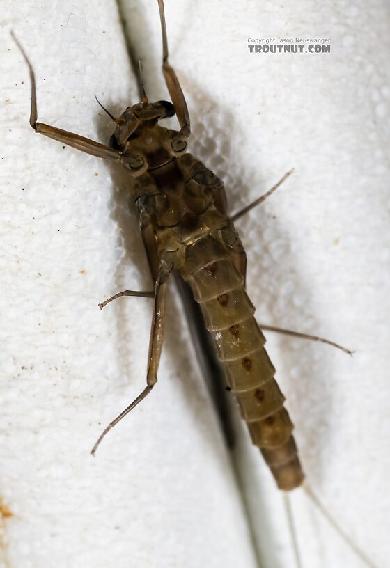 Female Cinygmula (Dark Red Quills) Mayfly Dun from Green Lake Outlet in Idaho