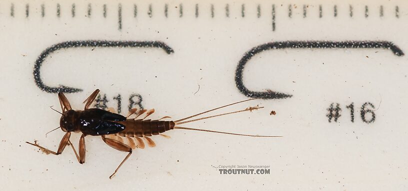 Cinygmula (Dark Red Quills) Mayfly Nymph from Green Lake Outlet in Idaho