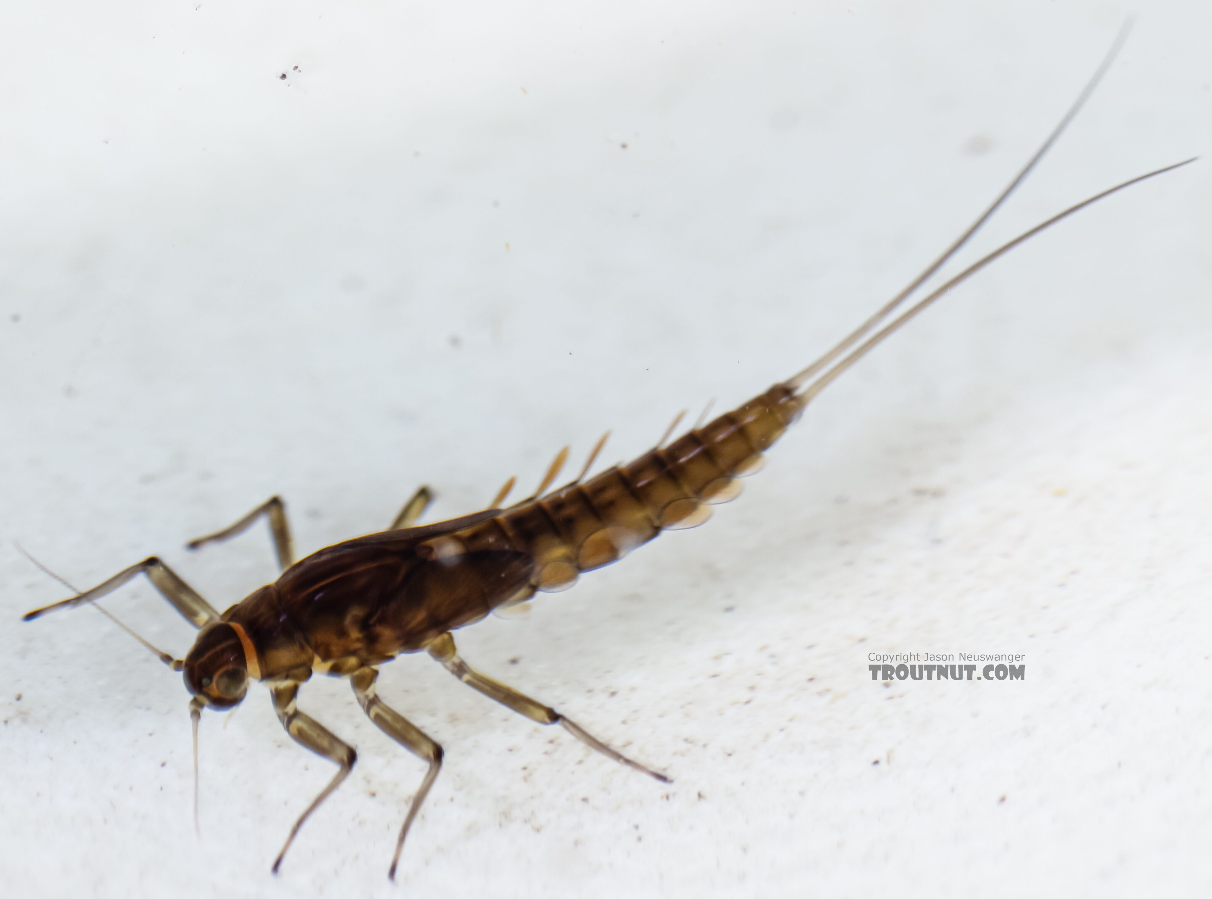 The J-shaped light mark on the first femur and L-shaped marks on the next two are telltale signs of Baetis bicaudatus according to the original species description.  Baetis bicaudatus (BWO) Mayfly Nymph from Green Lake Outlet in Idaho