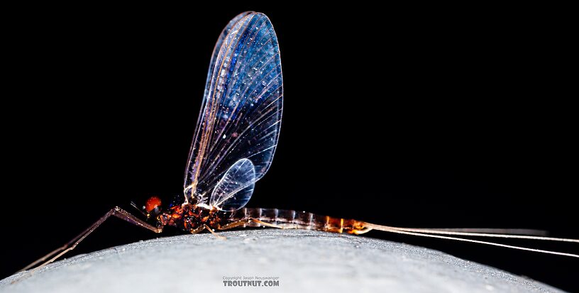 Male Neoleptophlebia heteronea (Blue Quill) Mayfly Spinner from Trealtor Creek in Idaho