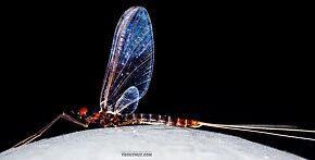 Male Neoleptophlebia heteronea (Blue Quill) Mayfly Spinner
