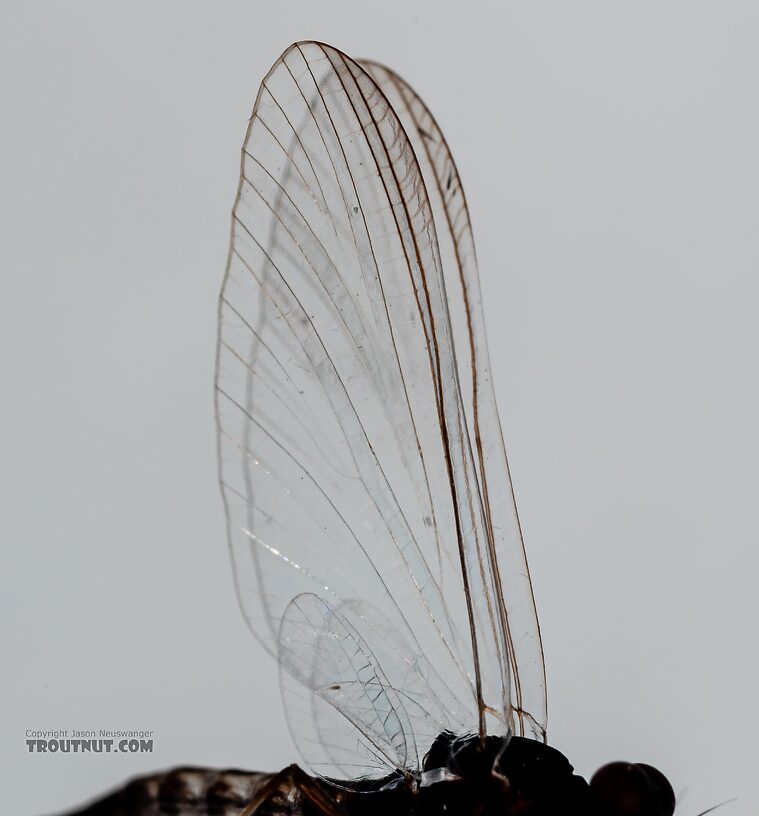 Male Neoleptophlebia heteronea (Blue Quill) Mayfly Spinner from Trealtor Creek in Idaho