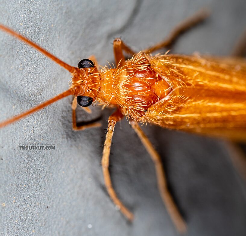 Onocosmoecus unicolor (Great Late-Summer Sedge) Caddisfly Adult from Trealtor Creek in Idaho