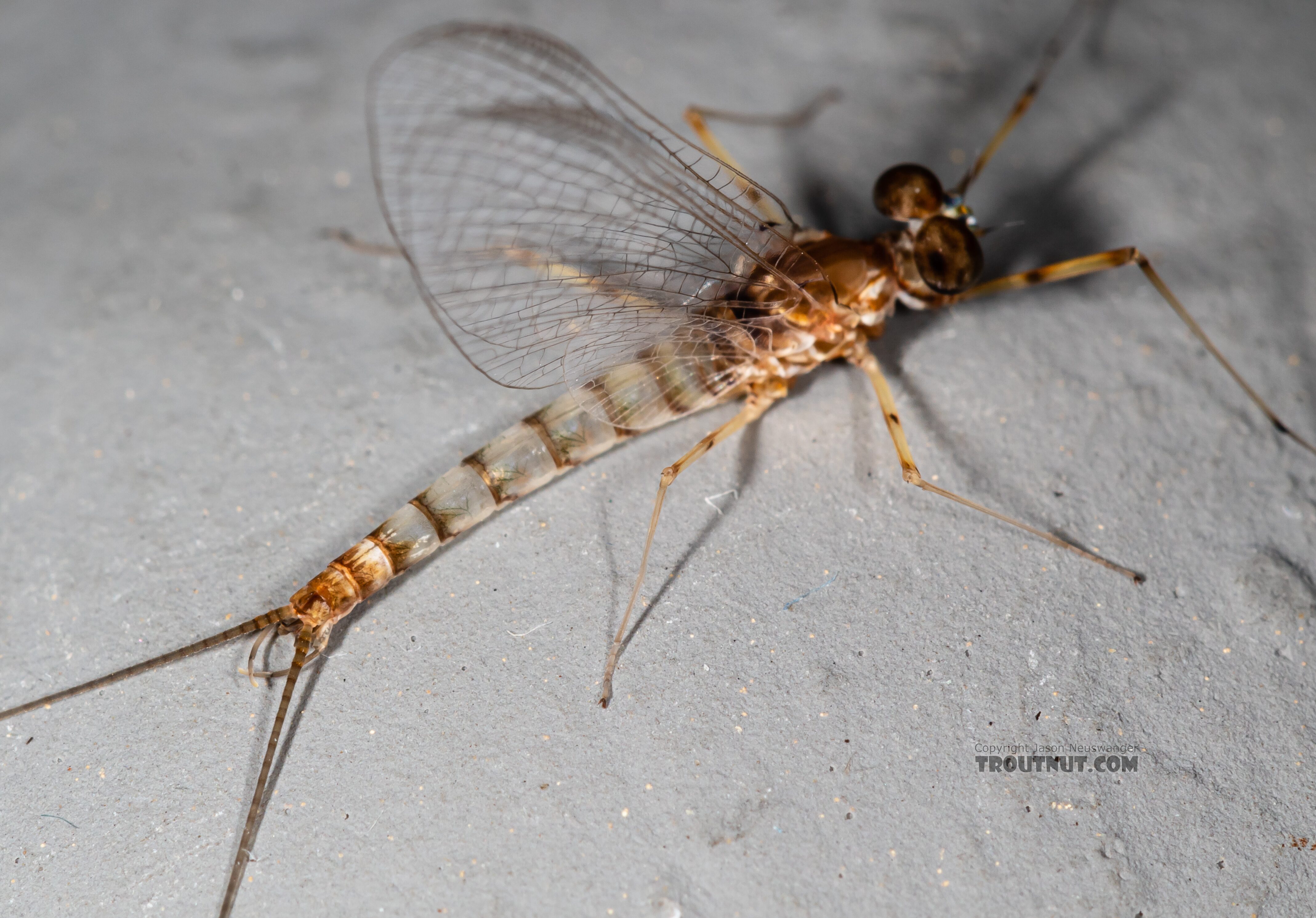 Male Epeorus albertae (Pink Lady) Mayfly Spinner from the Snake River in Idaho