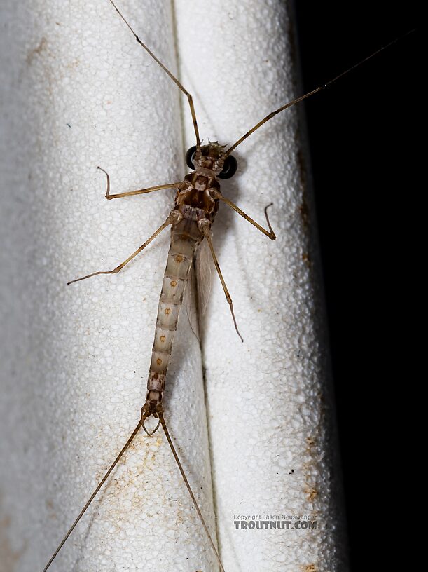 Male Epeorus albertae (Pink Lady) Mayfly Spinner from the Snake River in Idaho