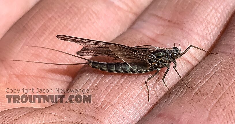 Female Siphlonurus occidentalis (Gray Drake) Mayfly Dun from Island Lake in Wyoming