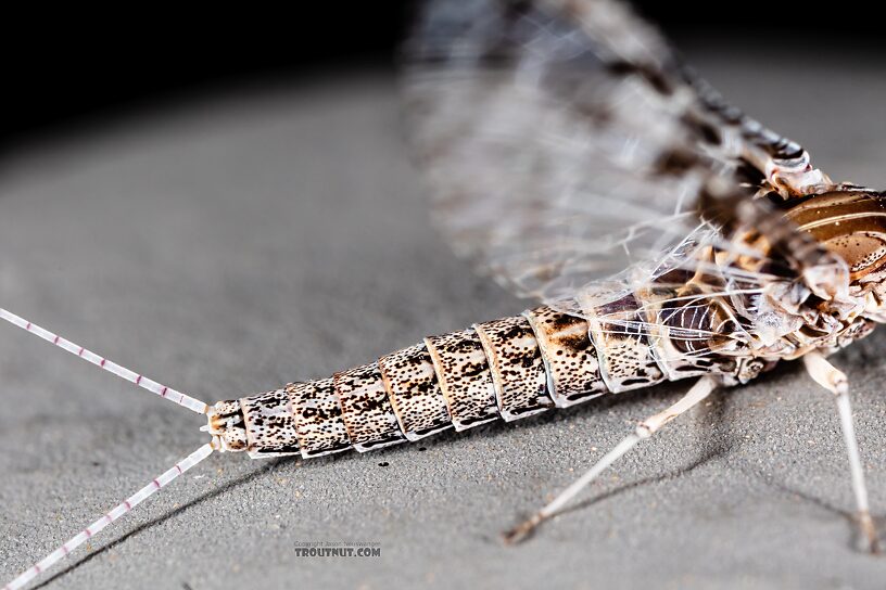 Female Callibaetis ferrugineus (Speckled Spinner) Mayfly Spinner from Silver Creek in Idaho
