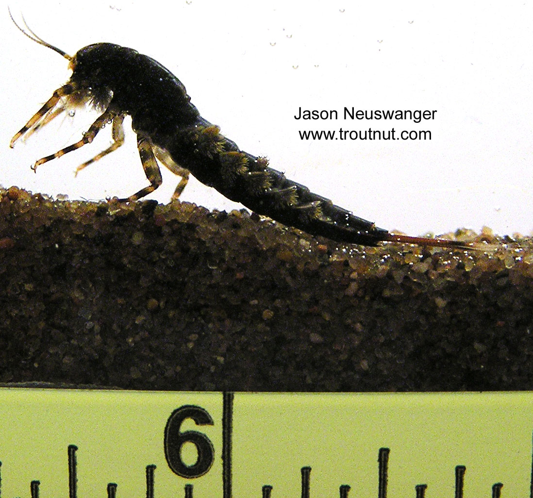 Isonychia bicolor (Mahogany Dun) Mayfly Nymph from the Namekagon River in Wisconsin