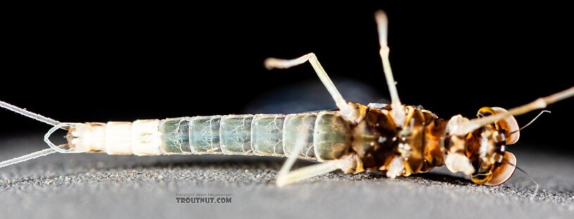 Male Baetis tricaudatus (Blue-Winged Olive) Mayfly Spinner from Silver Creek in Idaho