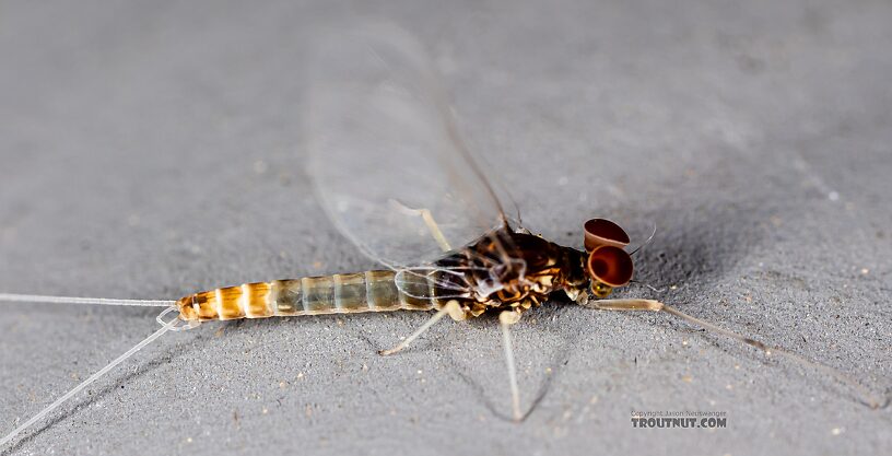 Male Baetis tricaudatus (Blue-Winged Olive) Mayfly Spinner from Silver Creek in Idaho