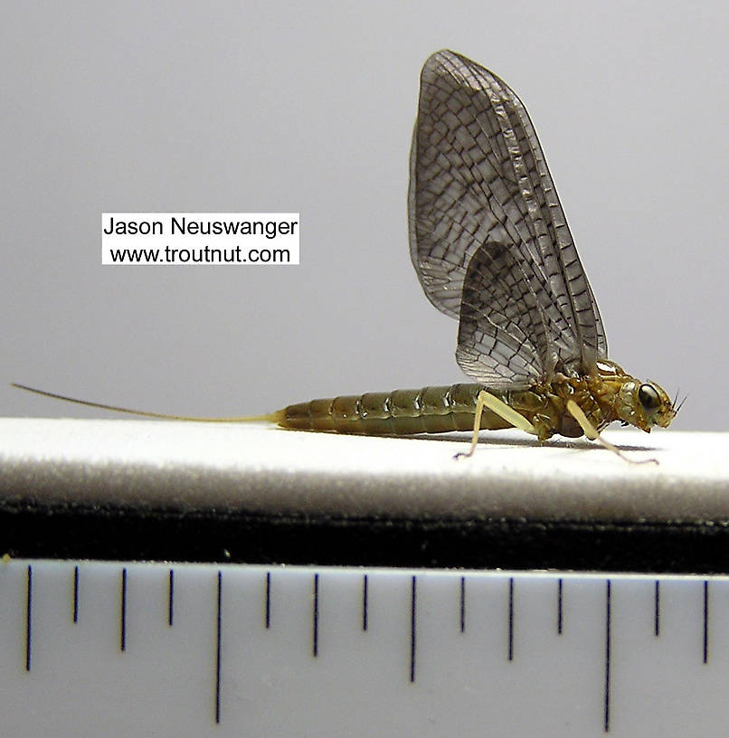 Female Isonychia bicolor (Mahogany Dun) Mayfly Dun from the Beaverkill River in New York