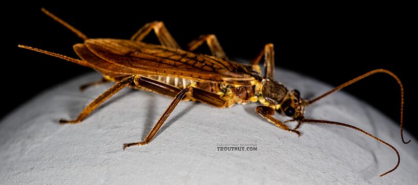 Male Doroneuria baumanni (Golden Stone) Stonefly Adult from the Foss River in Washington