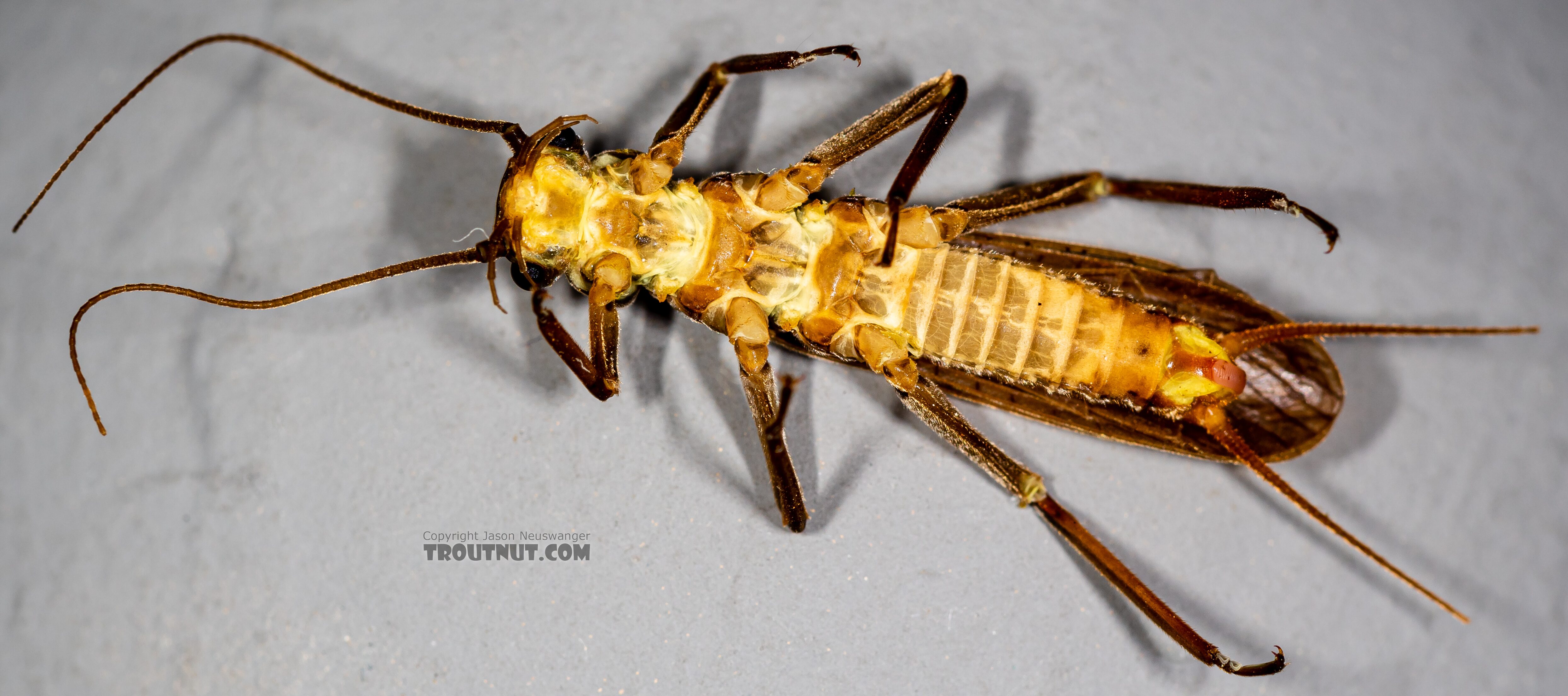 Male Doroneuria baumanni (Golden Stone) Stonefly Adult from the Foss River in Washington