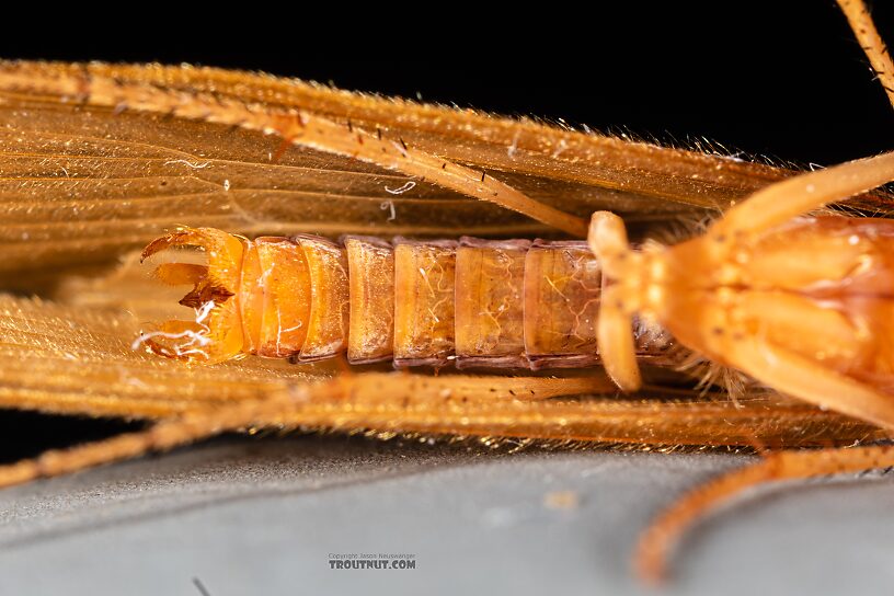 Male Onocosmoecus unicolor (Great Late-Summer Sedge) Caddisfly Adult from the Yakima River in Washington