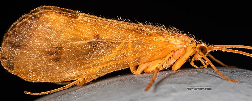 Male Onocosmoecus unicolor (Great Late-Summer Sedge) Caddisfly Adult from the Yakima River in Washington