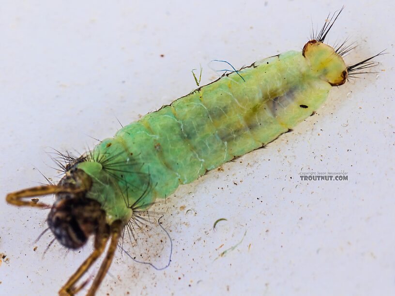 Brachycentrus americanus (American Grannom) Caddisfly Larva from the Yakima River in Washington