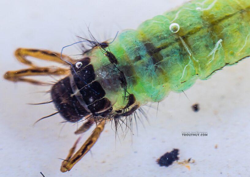 Brachycentrus americanus (American Grannom) Caddisfly Larva from the Yakima River in Washington