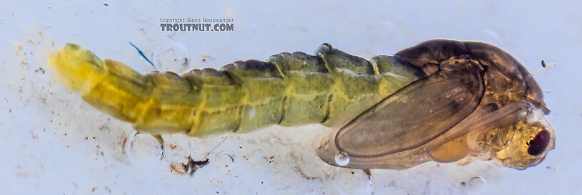 Chironomidae (Midges) Midge Pupa from the Yakima River in Washington
