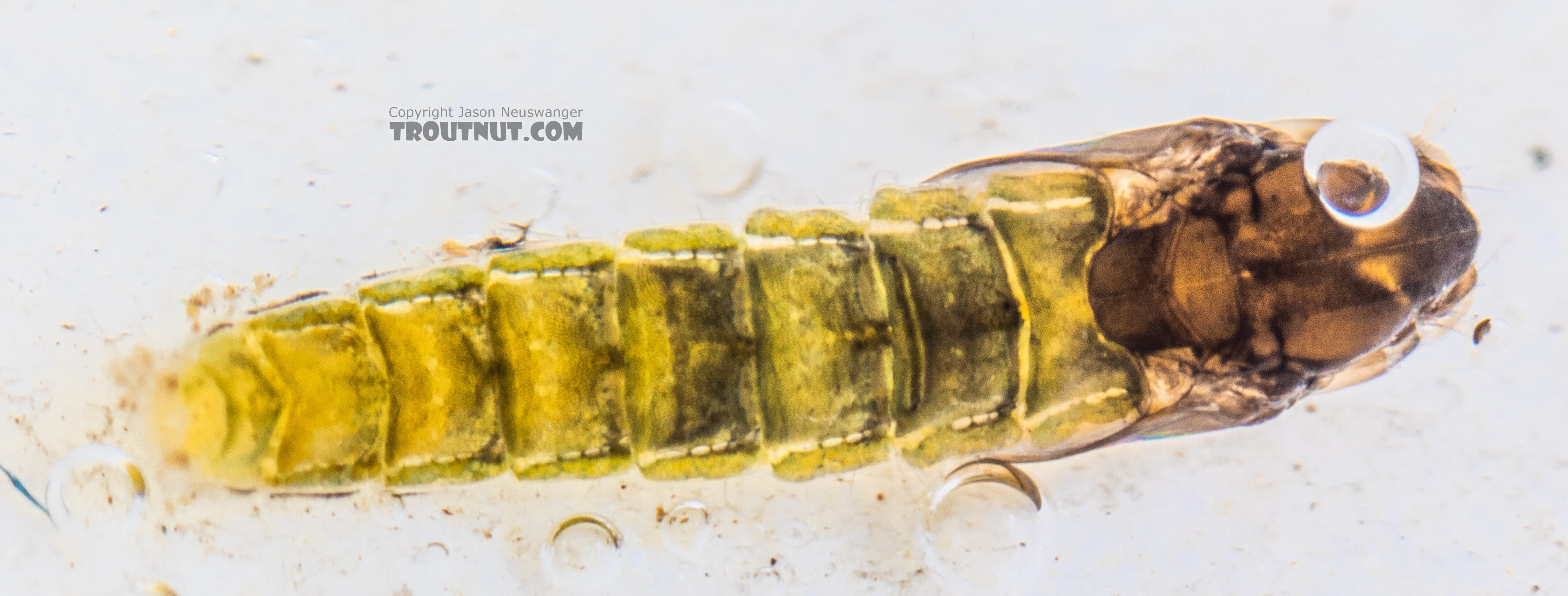 Chironomidae (Midges) Midge Pupa from the Yakima River in Washington