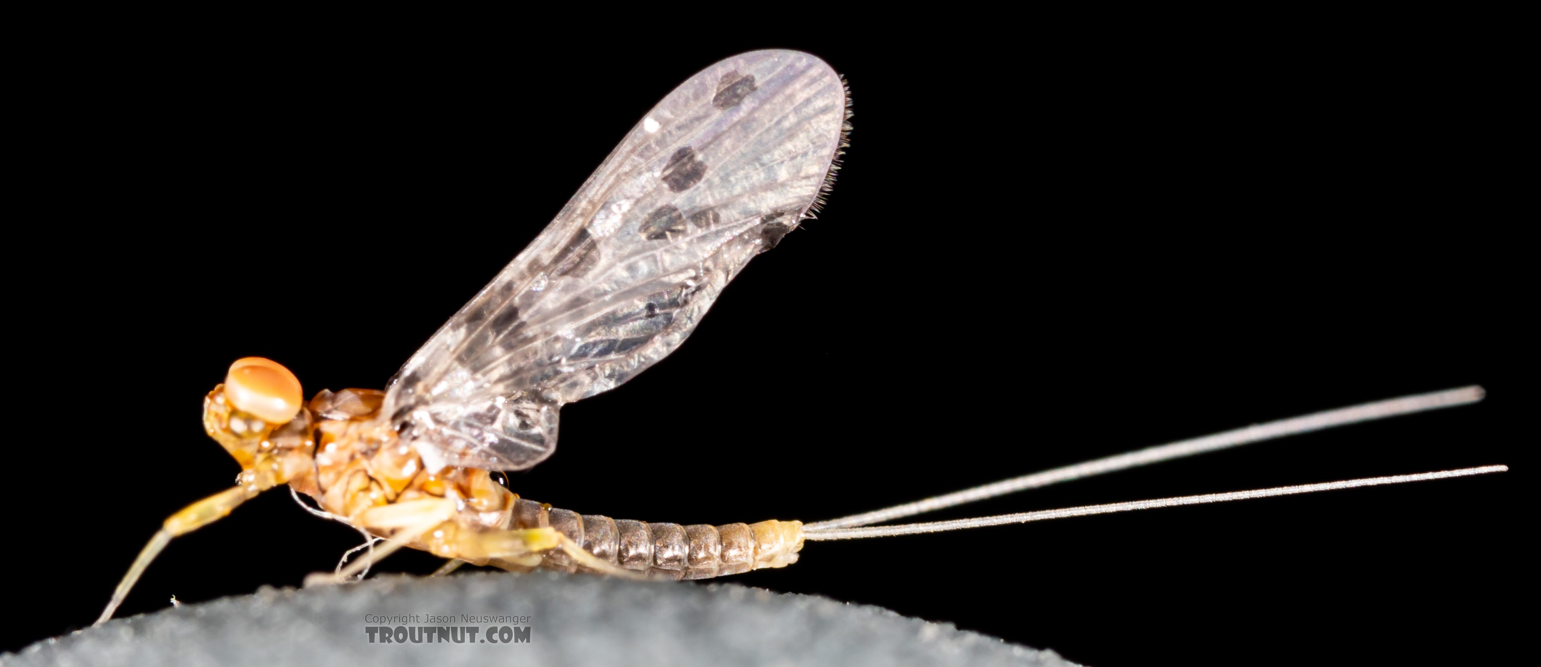 Male Acentrella insignificans (Tiny Blue-Winged Olive) Mayfly Dun from the Yakima River in Washington