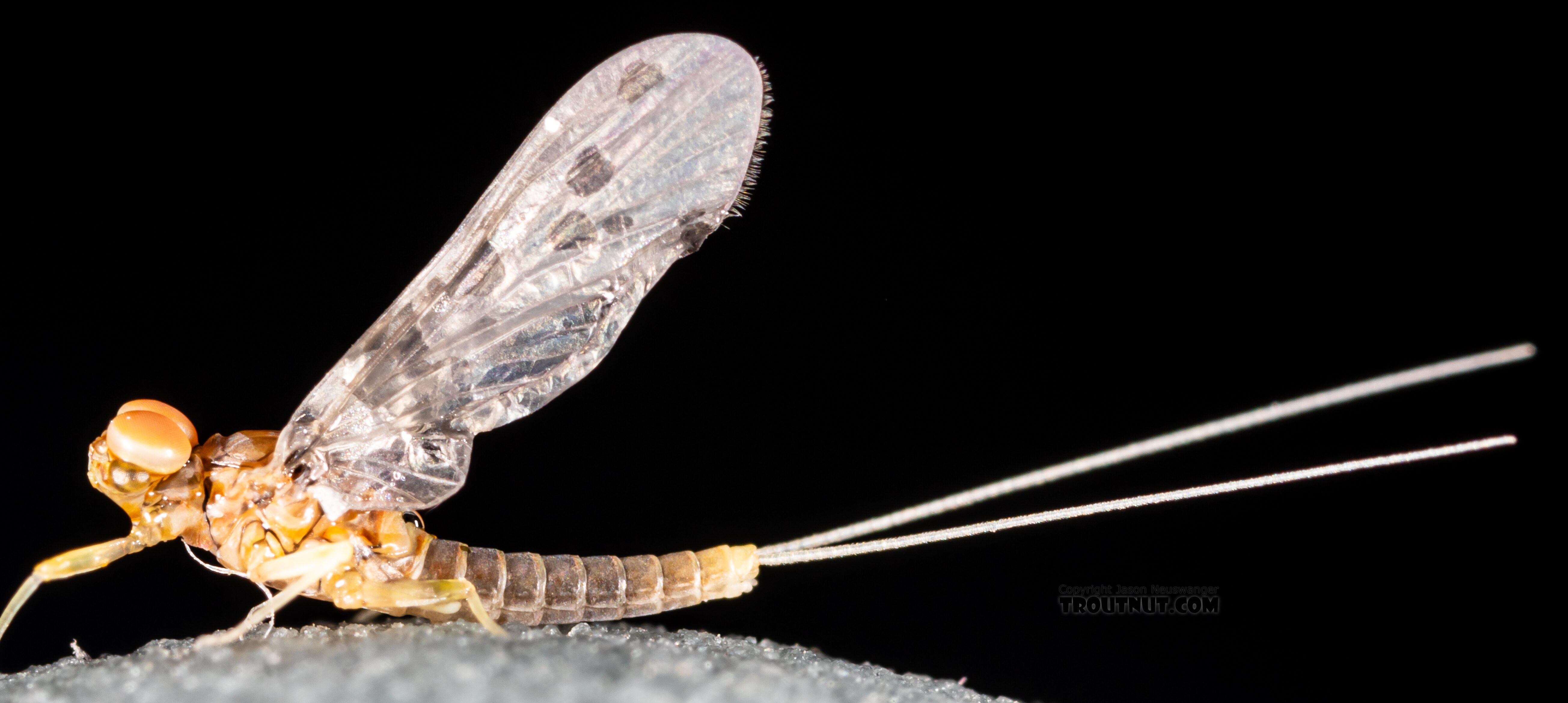 Male Acentrella insignificans (Tiny Blue-Winged Olive) Mayfly Dun from the Yakima River in Washington