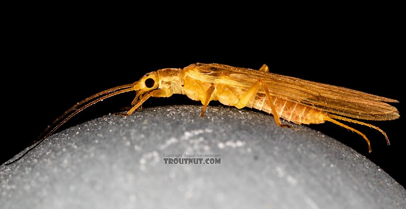 Female Isoperla fusca (Yellow Sally) Stonefly Adult from the Yakima River in Washington