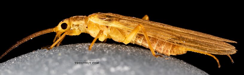 Female Isoperla fusca (Yellow Sally) Stonefly Adult from the Yakima River in Washington