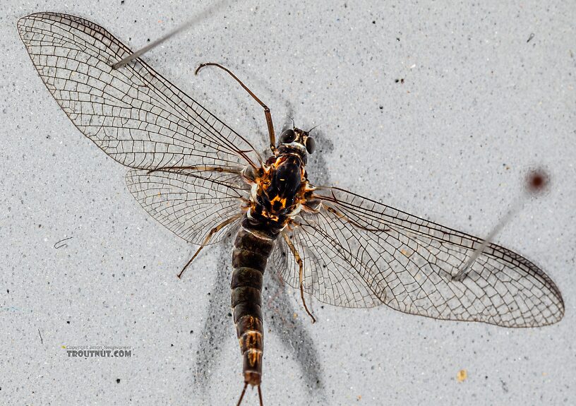 Female Siphlonurus autumnalis (Gray Drake) Mayfly Spinner from Mystery Creek #249 in Washington