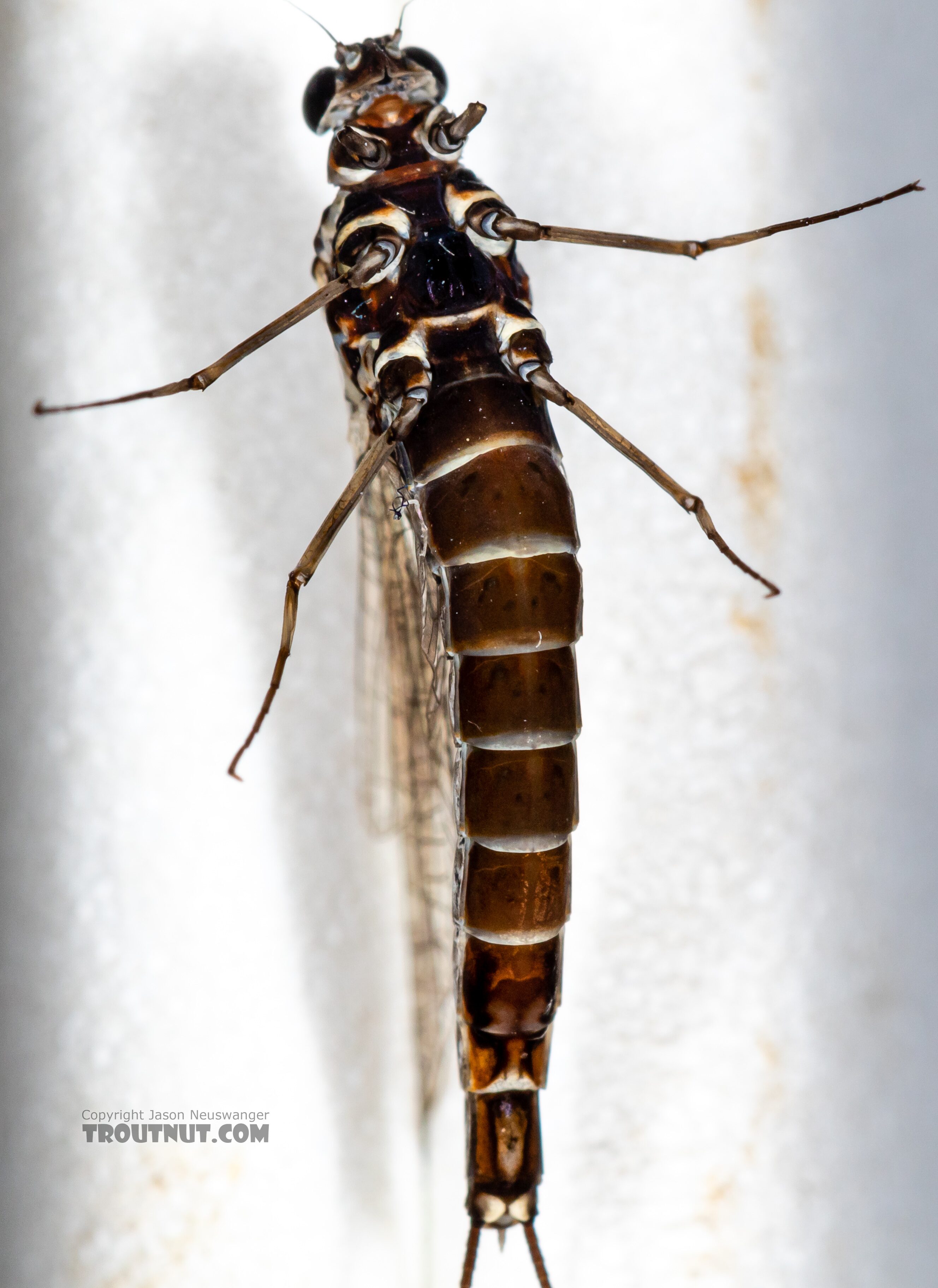 Female Siphlonurus autumnalis (Gray Drake) Mayfly Spinner from Mystery Creek #249 in Washington
