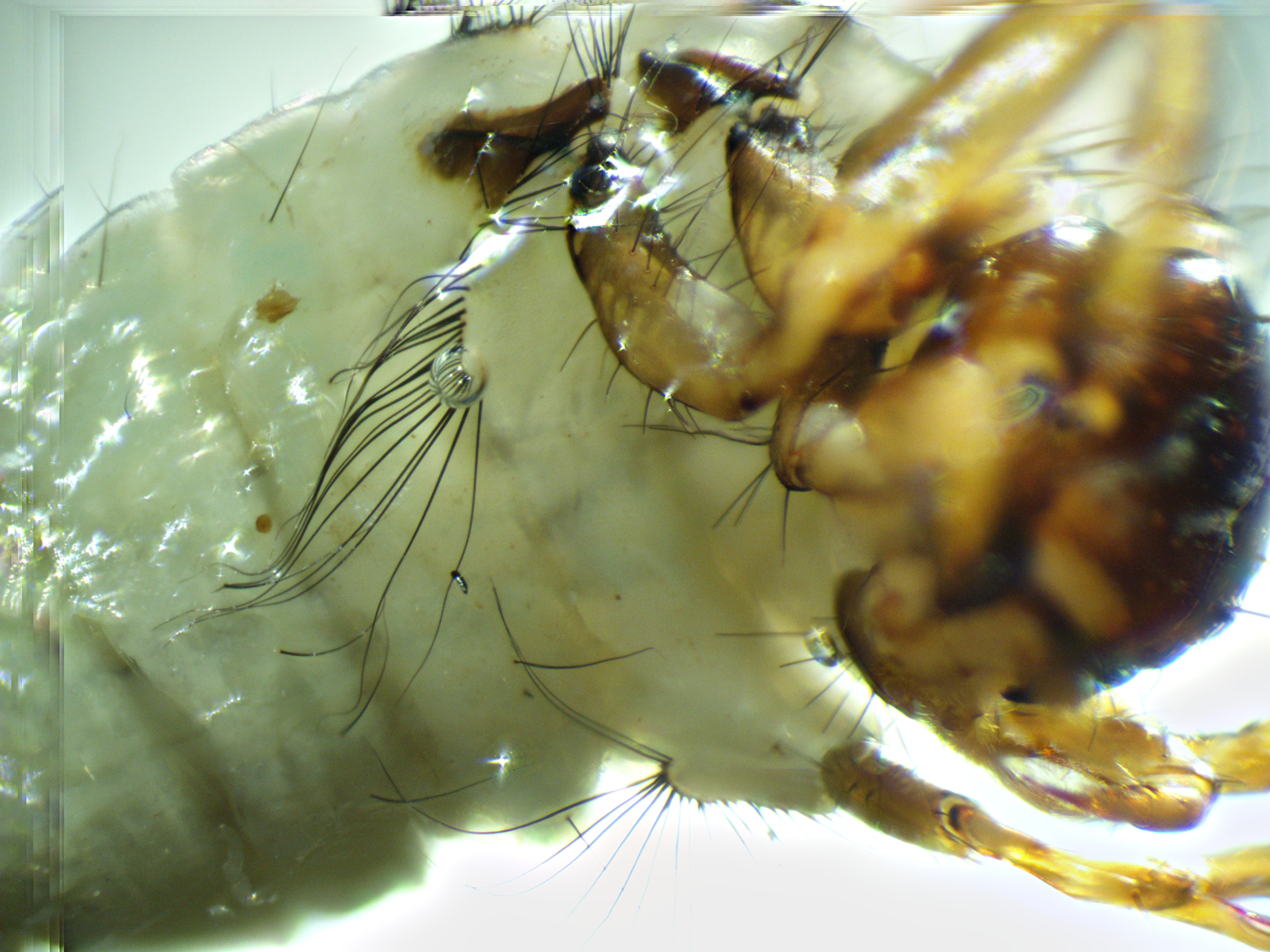 Submesal setae on the first abdominal segment.  Brachycentrus americanus (American Grannom) Caddisfly Larva from the Yakima River in Washington