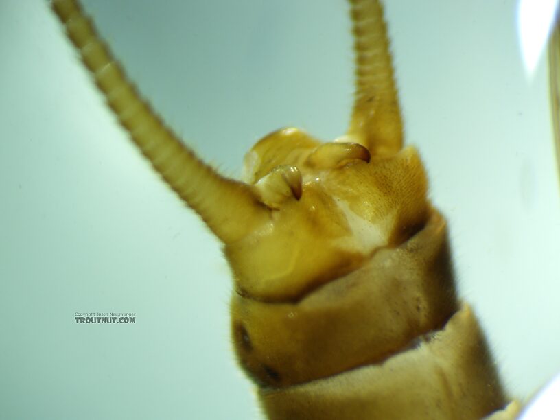 Dorsal view of the terminalia.  Male Doroneuria baumanni (Golden Stone) Stonefly Adult from the Foss River in Washington