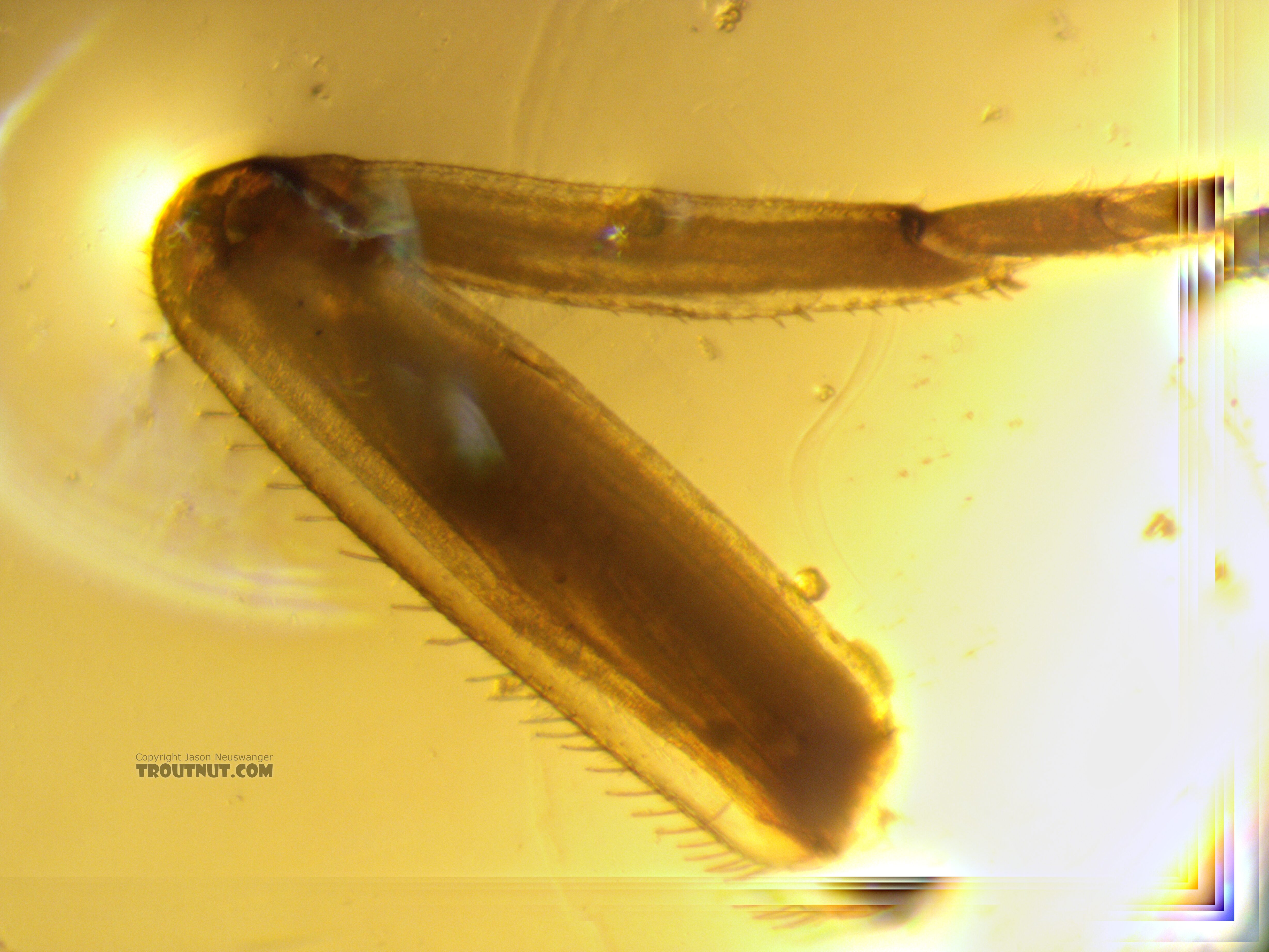 I think the villipore is visible here as a raised area toward the base of the femur on this detached leg, on the side opposite the large setae.  Baetis tricaudatus (Blue-Winged Olive) Mayfly Nymph from the Yakima River in Washington