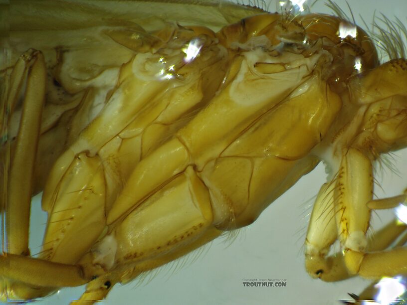 Mesopleuron  Onocosmoecus unicolor (Great Late-Summer Sedge) Caddisfly Adult from Trealtor Creek in Idaho
