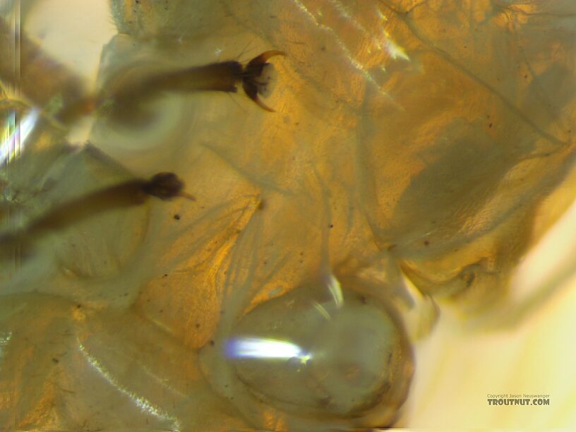 Mesobasisternum  Female Isoperla fusca (Yellow Sally) Stonefly Adult from the Yakima River in Washington