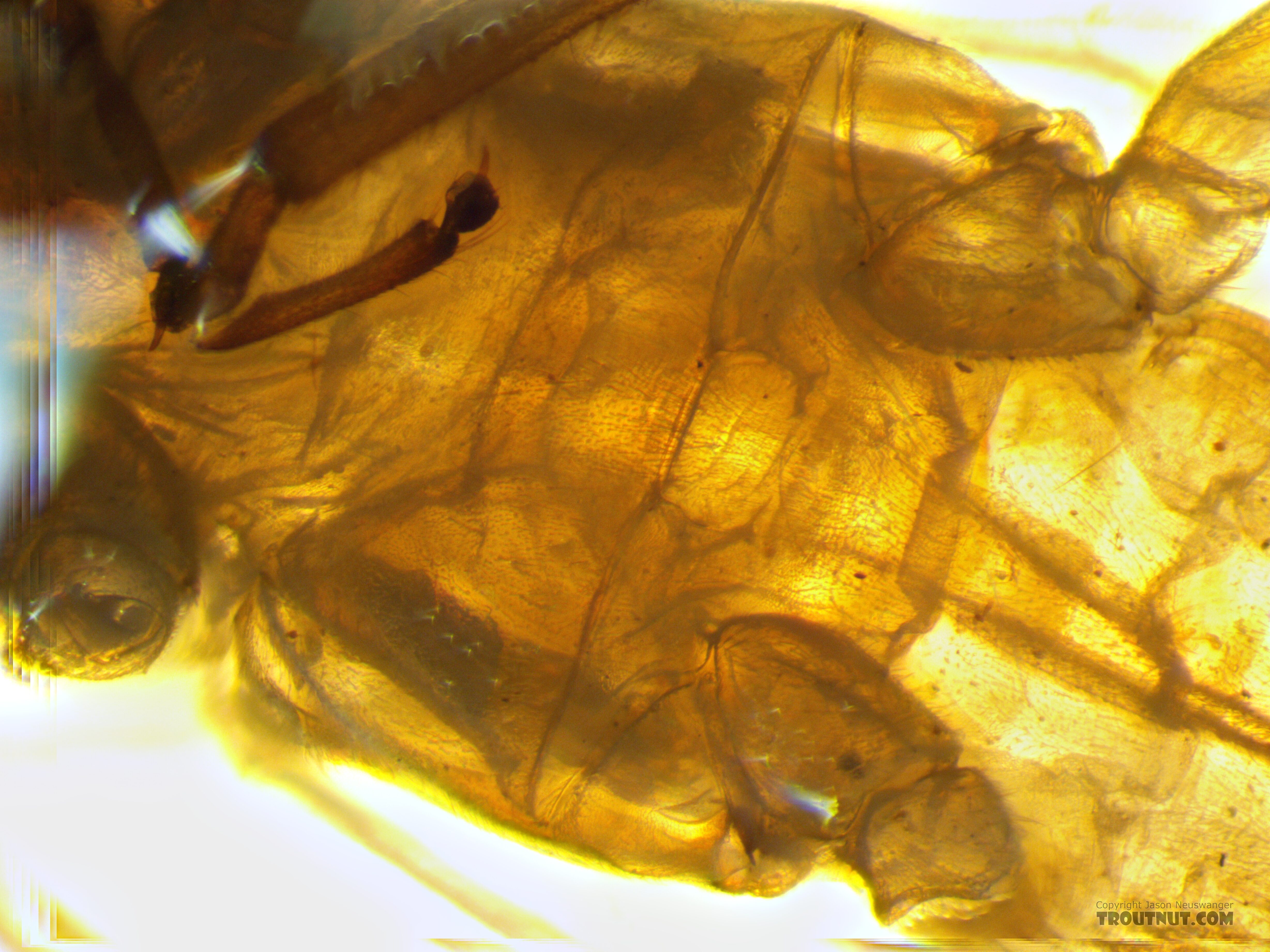 Metabasisternum, backlit  Female Isoperla fusca (Yellow Sally) Stonefly Adult from the Yakima River in Washington