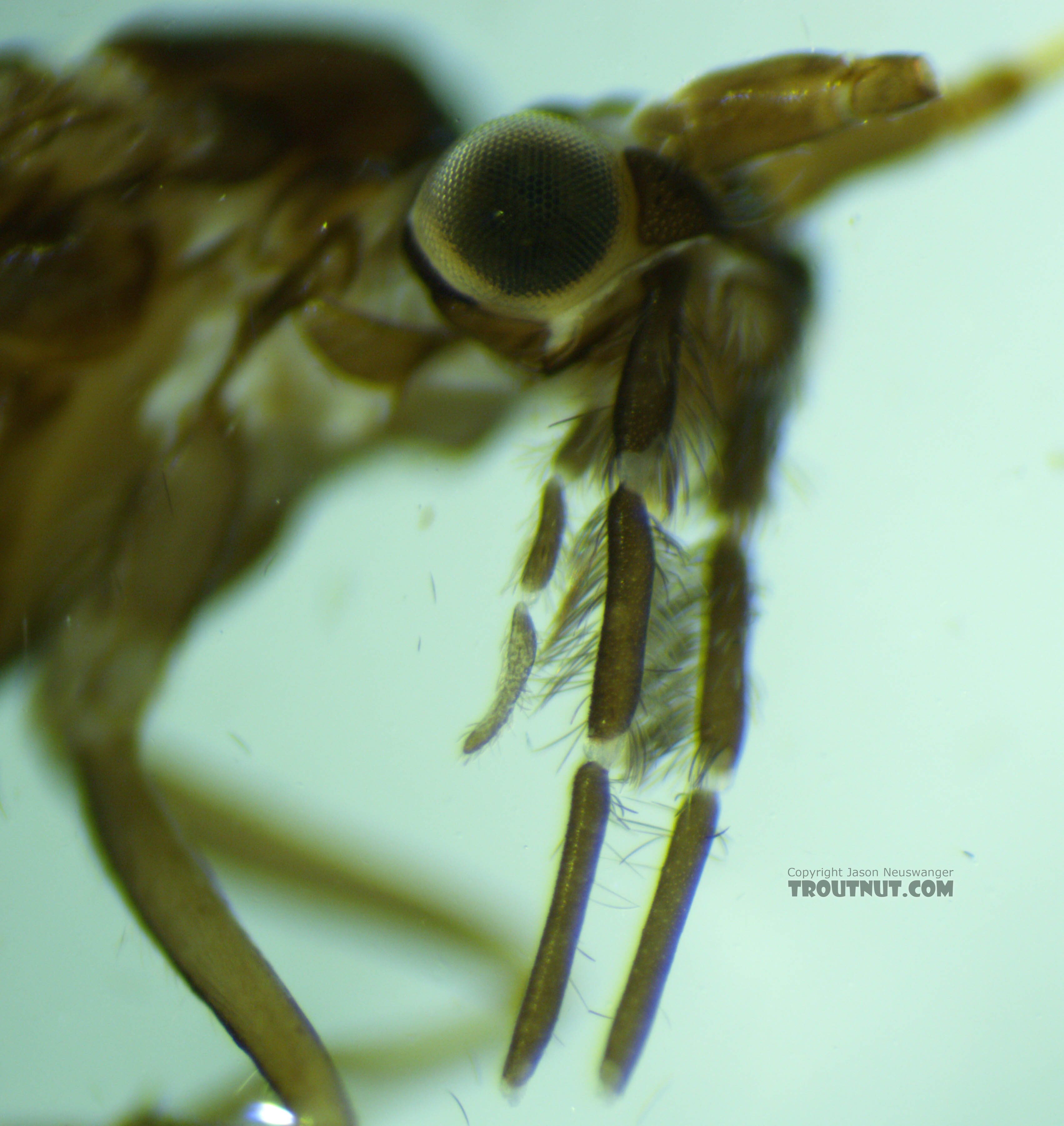 Leptoceridae Caddisfly Adult from the Henry's Fork of the Snake River in Idaho