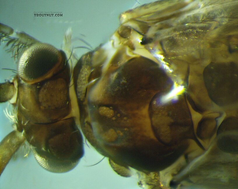 The large warts on the back of the head, between the eyes, are partly diagnostic of this family.  Helicopsyche borealis (Speckled Peter) Caddisfly Adult from the Henry's Fork of the Snake River in Idaho