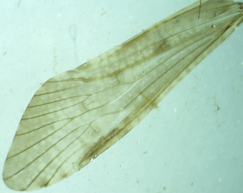 Fore wing.  Male Hydropsyche (Spotted Sedges) Caddisfly Adult from the Henry's Fork of the Snake River in Idaho