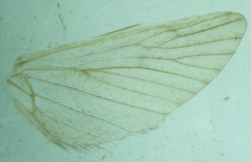 Hind wing.  Male Hydropsyche (Spotted Sedges) Caddisfly Adult from the Henry's Fork of the Snake River in Idaho