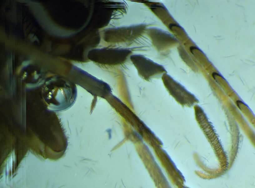 Maxillary palps.  Male Hydropsyche (Spotted Sedges) Caddisfly Adult from the Henry's Fork of the Snake River in Idaho