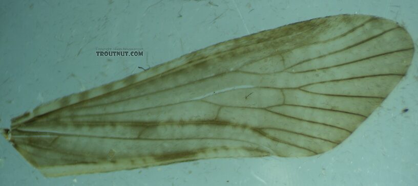Fore wing  Male Hydropsyche (Spotted Sedges) Caddisfly Adult from the Henry's Fork of the Snake River in Idaho