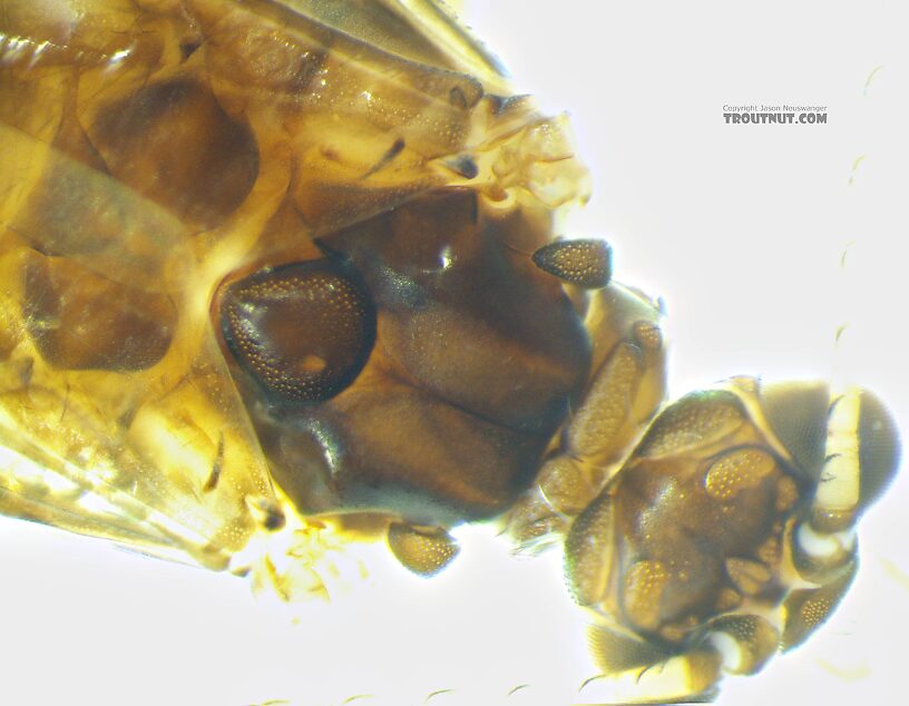 Dorsal view of head and mesoscutum.  Male Hydropsyche (Spotted Sedges) Caddisfly Adult from the Henry's Fork of the Snake River in Idaho