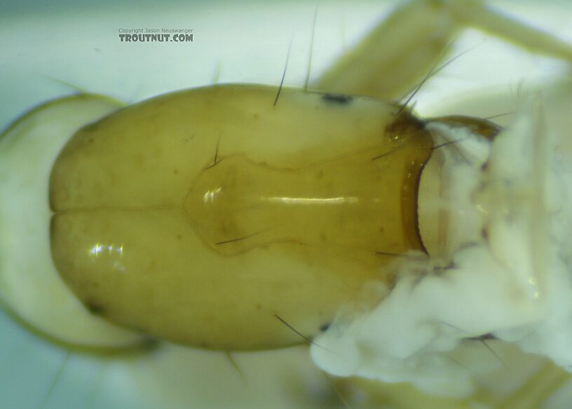 Some goo (to use the technical term) leaked out the mouth of this one during preservation in alcohol, making it hard to get a perfectly unobscured view of the head under the microscope.  Dolophilodes (Medium Evening Sedges) Caddisfly Larva from the East Fork Big Lost River in Idaho