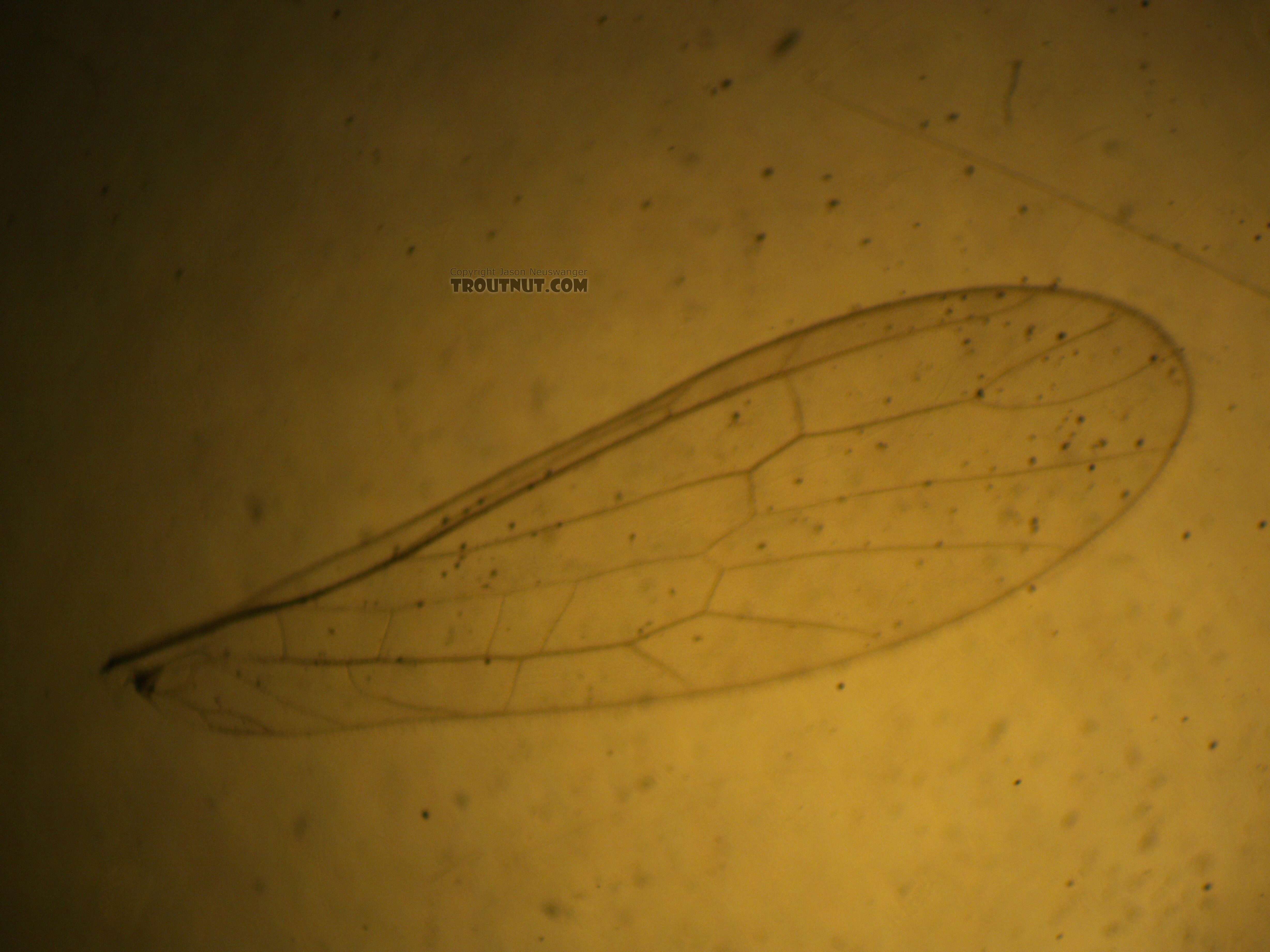 Fore wing.  Female Suwallia pallidula (Sallfly) Stonefly Adult from Mystery Creek #237 in Montana