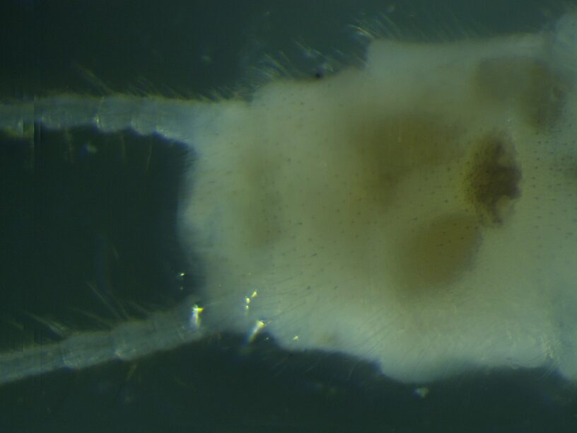 Dorsal view of terminal abdominal segments.  Female Suwallia pallidula (Sallfly) Stonefly Adult from Mystery Creek #237 in Montana