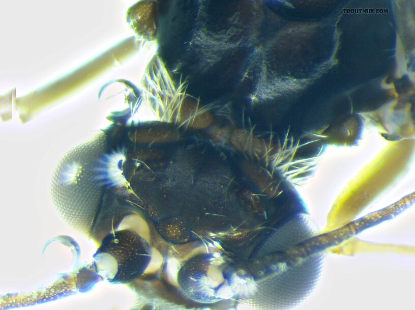 Dorsal view of the head.  Male Cheumatopsyche (Little Sister Sedges) Caddisfly Adult from the Madison River in Montana